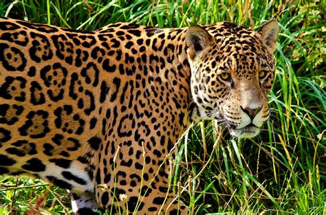 Jaguar Wallpaper Animal - WallpaperSafari