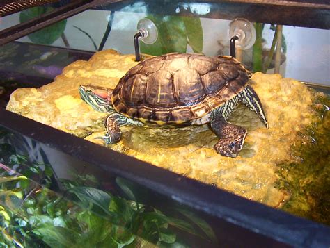 Red-Eared Slider Turtle Facts, Habitat, Diet, Pet Care, Pictures