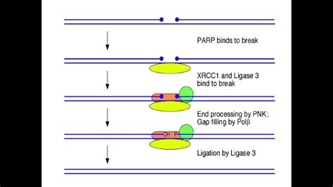 Ligase Enzyme Examples