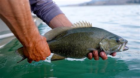 Top 5 Lures For Smallmouth Bass Fishing Success - Somnusthera