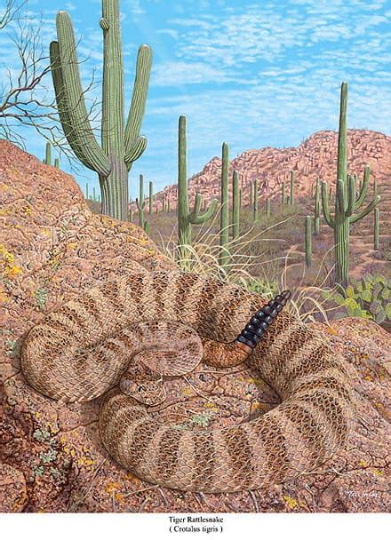 Tiger Rattlesnake (in situ) by Tell Hicks-Art Print - ECO Wear & Publishing, Inc.