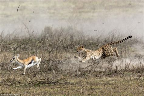 Cheetah brings down gazelle after chase in Tanzania | Daily Mail Online