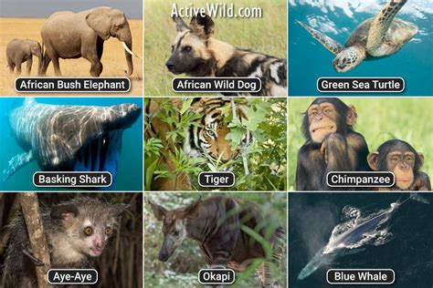 Endangered Animals Checklist With Footage & Fascinating Details – Up to ...