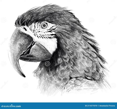 Sketch - Parrot Profile. on White Background. Detailed Pencil Drawing Stock Illustration ...