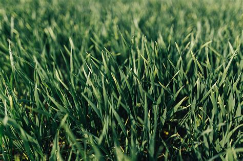 Royalty-Free photo: Close-ups of green grass | PickPik