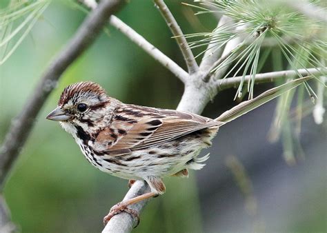 A sparrow with a song | The Timberjay