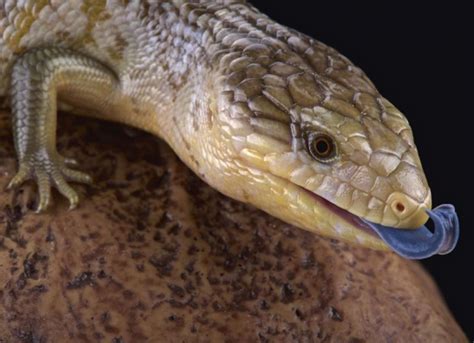 Blue-Tongued Skink - Tiliqua | PetMD