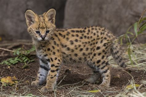 Hello, Kitty! Serval Kitten Makes His Public Debut at San Diego Zoo - Times of San Diego