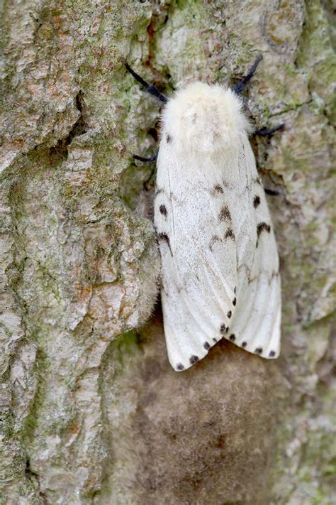 Identify and Control Gypsy Moths