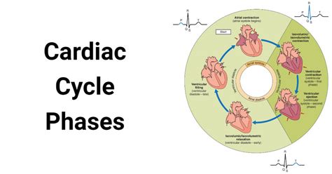 Cardiac Cycle and its 5 Phases