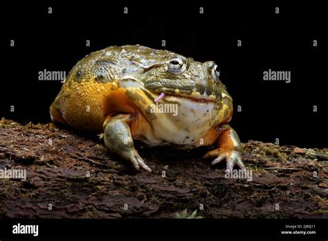 African bullfrog eating a rodent, Indonesia Stock Photo - Alamy