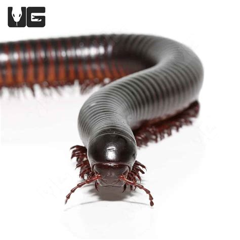 African Giant Millipede