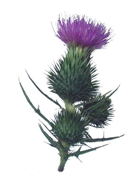 Free Thistle Cliparts, Download Free Thistle Cliparts png images, Free ClipArts on Clipart Library