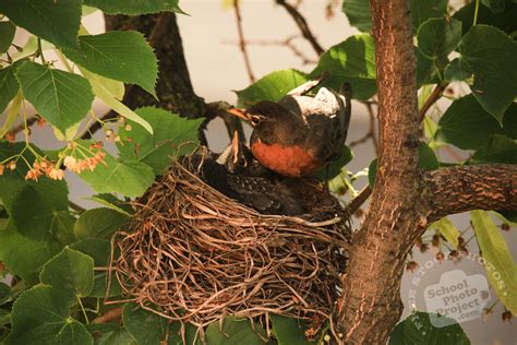 Robins, FREE Stock Photo: Robin Bird Tending Her Chicks Royalty-Free Animal Stock Image