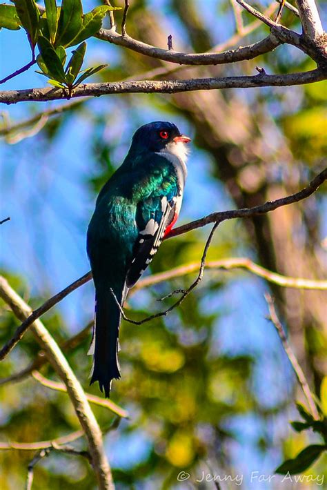 Tocororo: How Finding Cuba's National Bird Allowed Me to Leave - Jenny Far Away