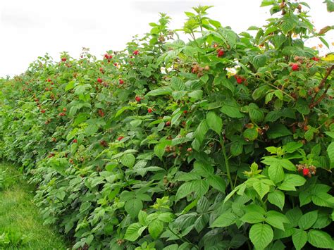 How to Grow and Care for Wild Raspberry Bushes