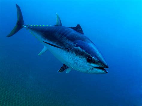 Are Bluefin Tuna Endangered? Conservation Status and Outlook