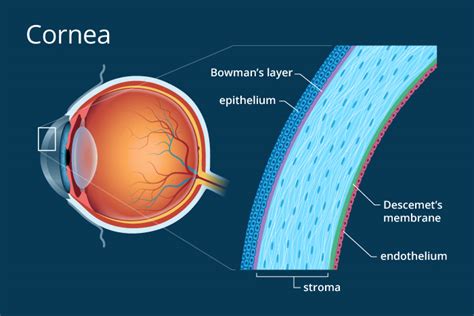 Cornea Facts