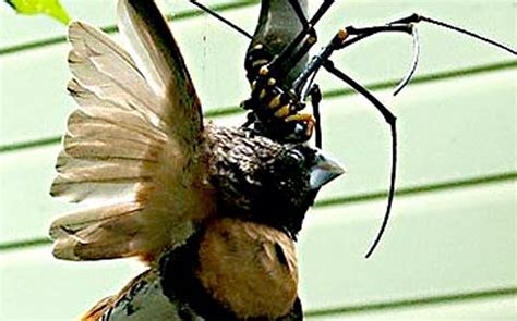 Spider caught eating a bird - Offbeat - Crazy World - Emirates24|7