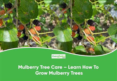 Mulberry Tree Care Guide! – Everglades Farm