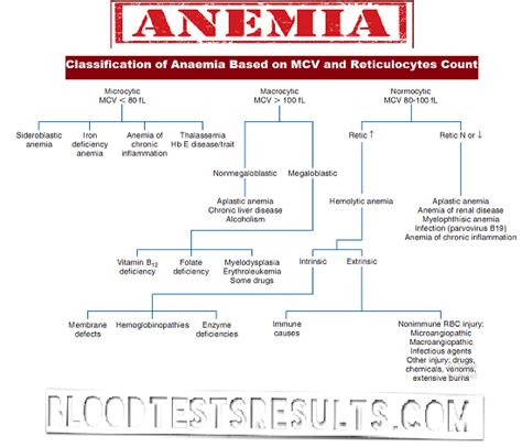 All Types of Anemia with Full Anemia Definition Chart and Diagnosis - Blood Test Results Explained