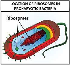 Prokaryotic Ribosomes - Definition, Subunits & Function - Biology Reader