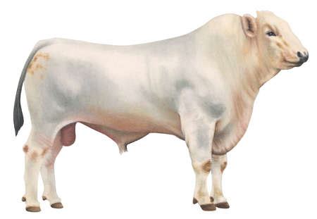 Stock Illustration - A Chianina bull, the largest breed of cattle