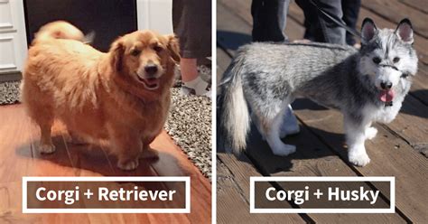 40 Times Corgis Mixed With Other Breeds, And The Result Was Absolutely Pawsome | Bored Panda