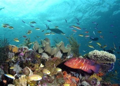 Diving Wakatobi – Indonesia Expat