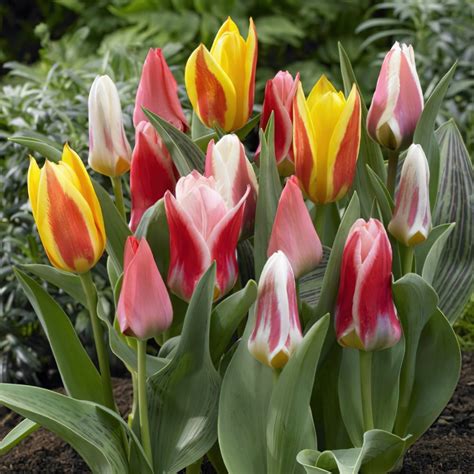 Dwarf Tulip Bulbs - Mixed | Buy Online | Boston Bulbs