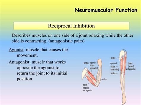 PPT - Neuromuscular Function PowerPoint Presentation, free download ...