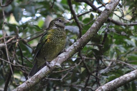 Six extraordinary Australian birds you need to see