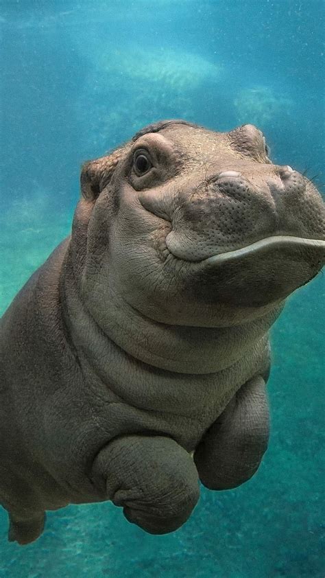 1920x1080px, 1080P free download | Cute Baby Animals, Baby Hippo ...