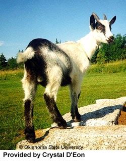 Goat Breeds: Alpine Goat