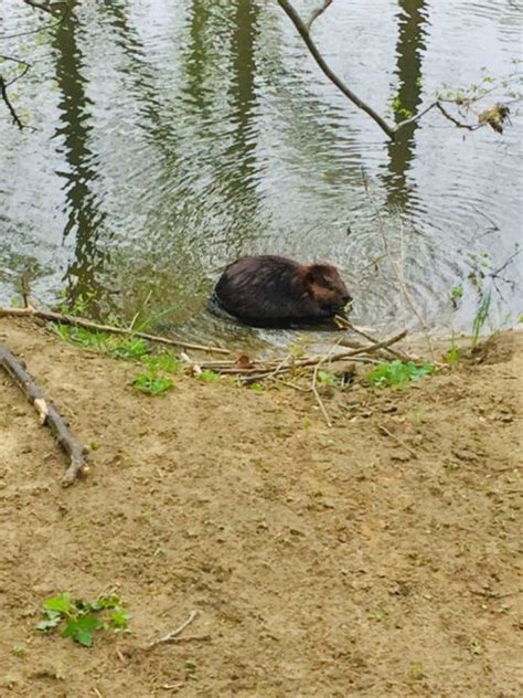 Today in Hawks around Town – Groundhog or is this one actually a Beaver ...