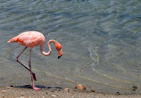 Flamingos On Beach Photos, Download The BEST Free Flamingos On Beach Stock Photos & HD Images