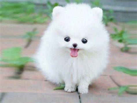 Fluffy Puppy Wallpapers - Top Free Fluffy Puppy Backgrounds - WallpaperAccess