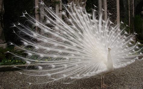 Beautiful White Peacock HD desktop wallpaper : Widescreen : High ...