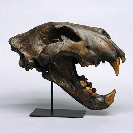 American Lion Skull + Stand | Skull, American lion, Animal skulls