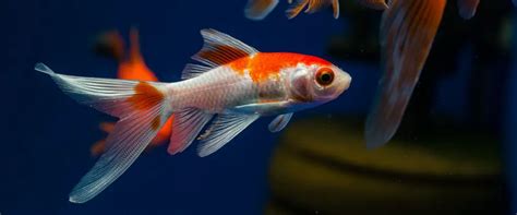 The Comet Goldfish Care Guide: Fact Sheet, Breeding, Behavior, Etc.