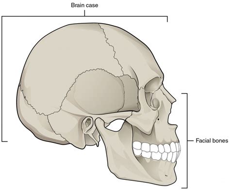 The Skull | Anatomy and Physiology I