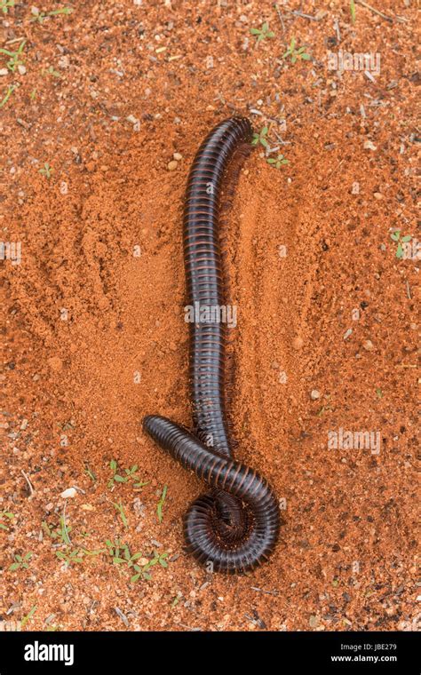 Giant african millipede hi-res stock photography and images - Alamy