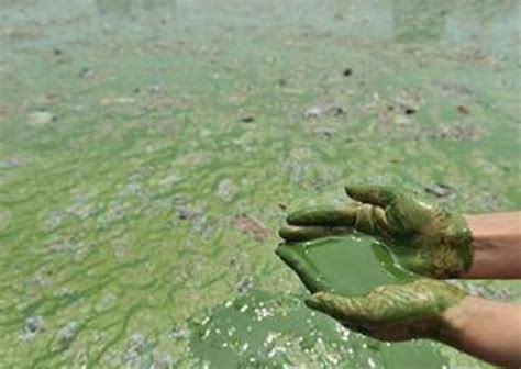 Eutrophication- Definition, Causes, Classification, Effects and FAQs on ...