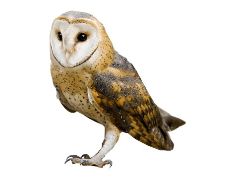 Barn Owl Transparent | PNG All