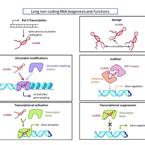 | Long non-coding RNA biogenesis and functions. Long non-coding RNAs... | Download Scientific ...