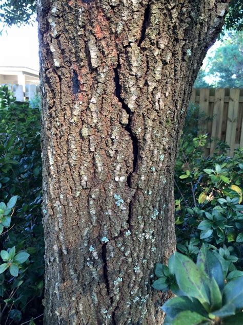 Oak tree bark cracked and peeling off #288420 - Ask Extension