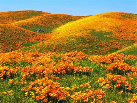 California Poppy Wallpaper - WallpaperSafari