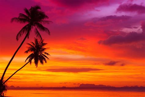 Download Horizon Purple Pink Orange (Color) Sky Silhouette Palm Tree Tropical Nature Sunset HD ...