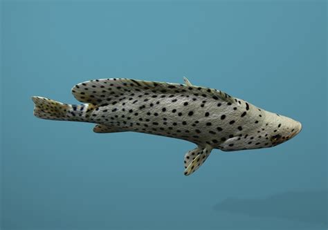 3D Model Collection Grouper Species Varieties VR / AR / low-poly | CGTrader