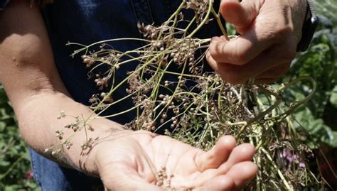 How to Grow and Harvest Your Own Coriander Seeds • Gardenary